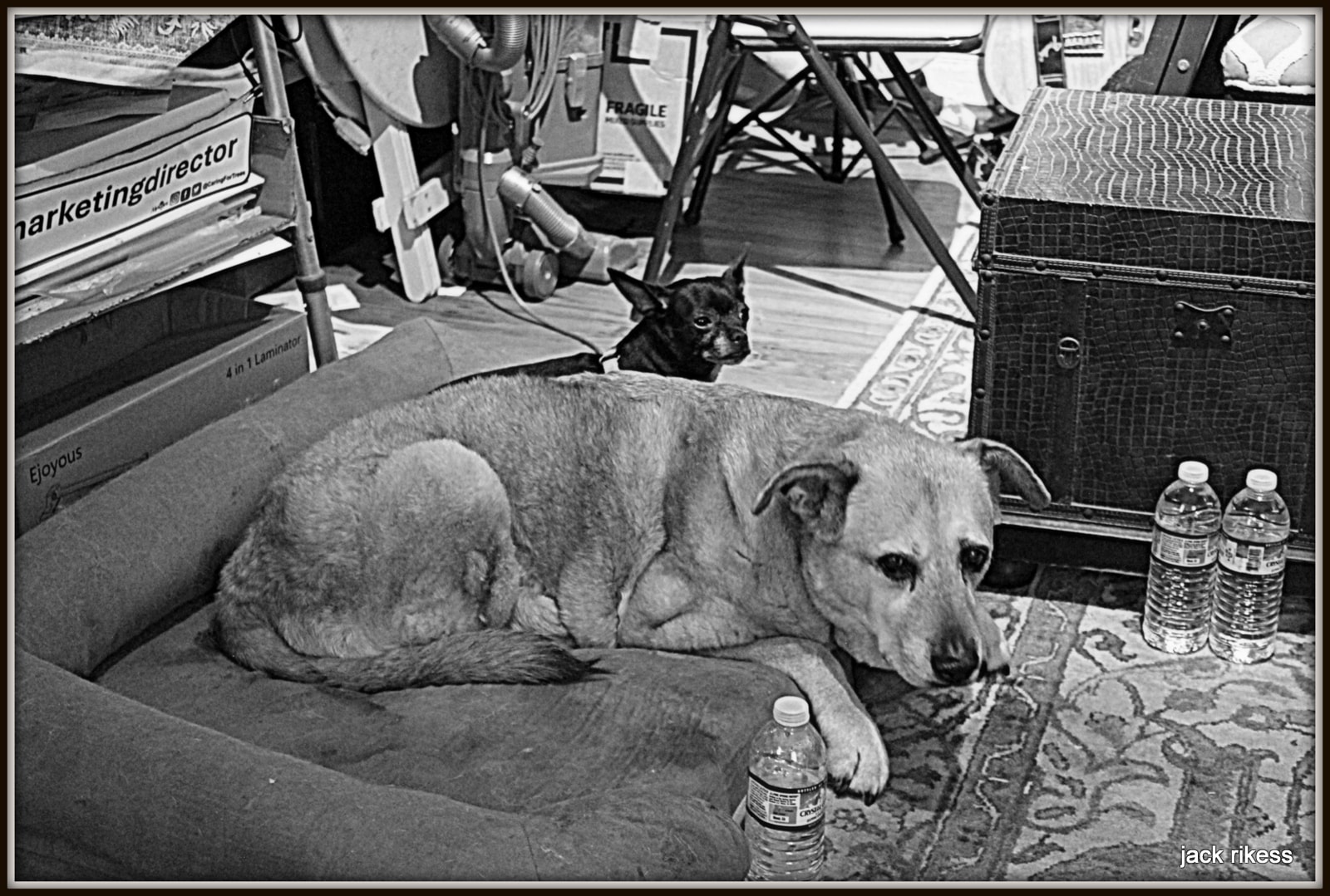 Stella and Friends — black and white, Stella on dog bed with chihuahua in background