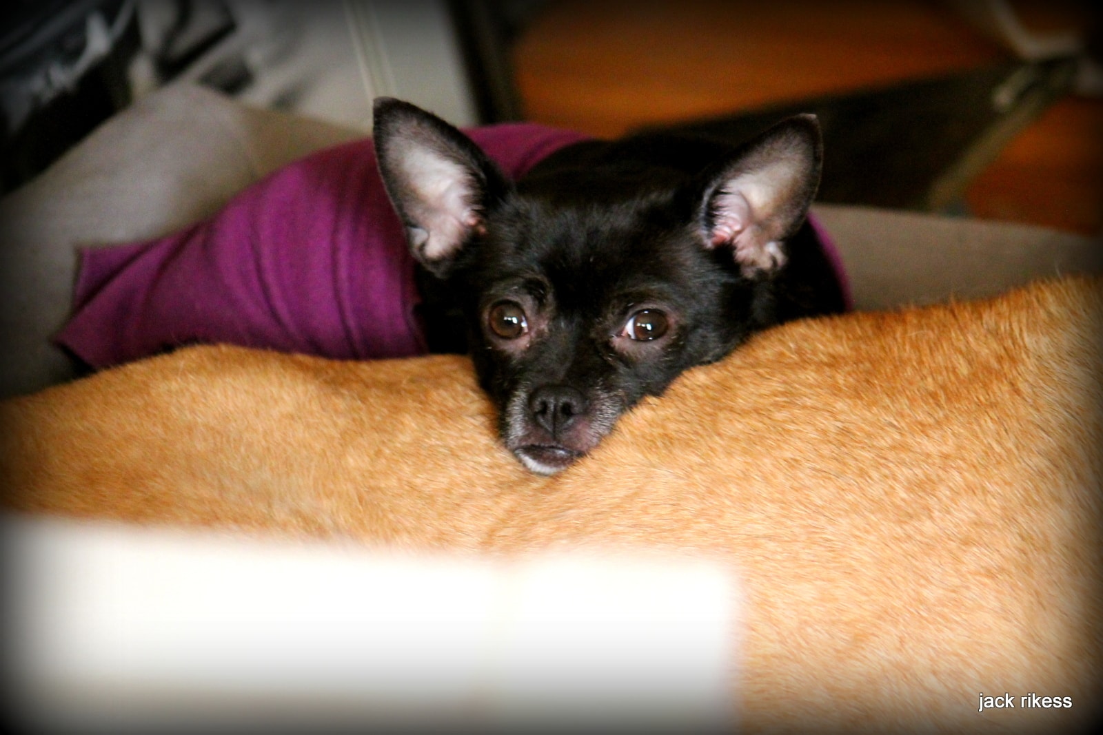 Stella and Friends — black chihuahua resting its head on Stella