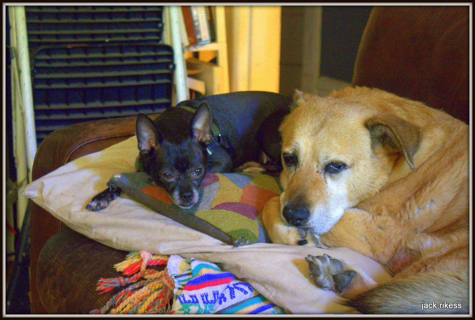 Stella and Friends — chihuahua and Stella resting together on a pillow