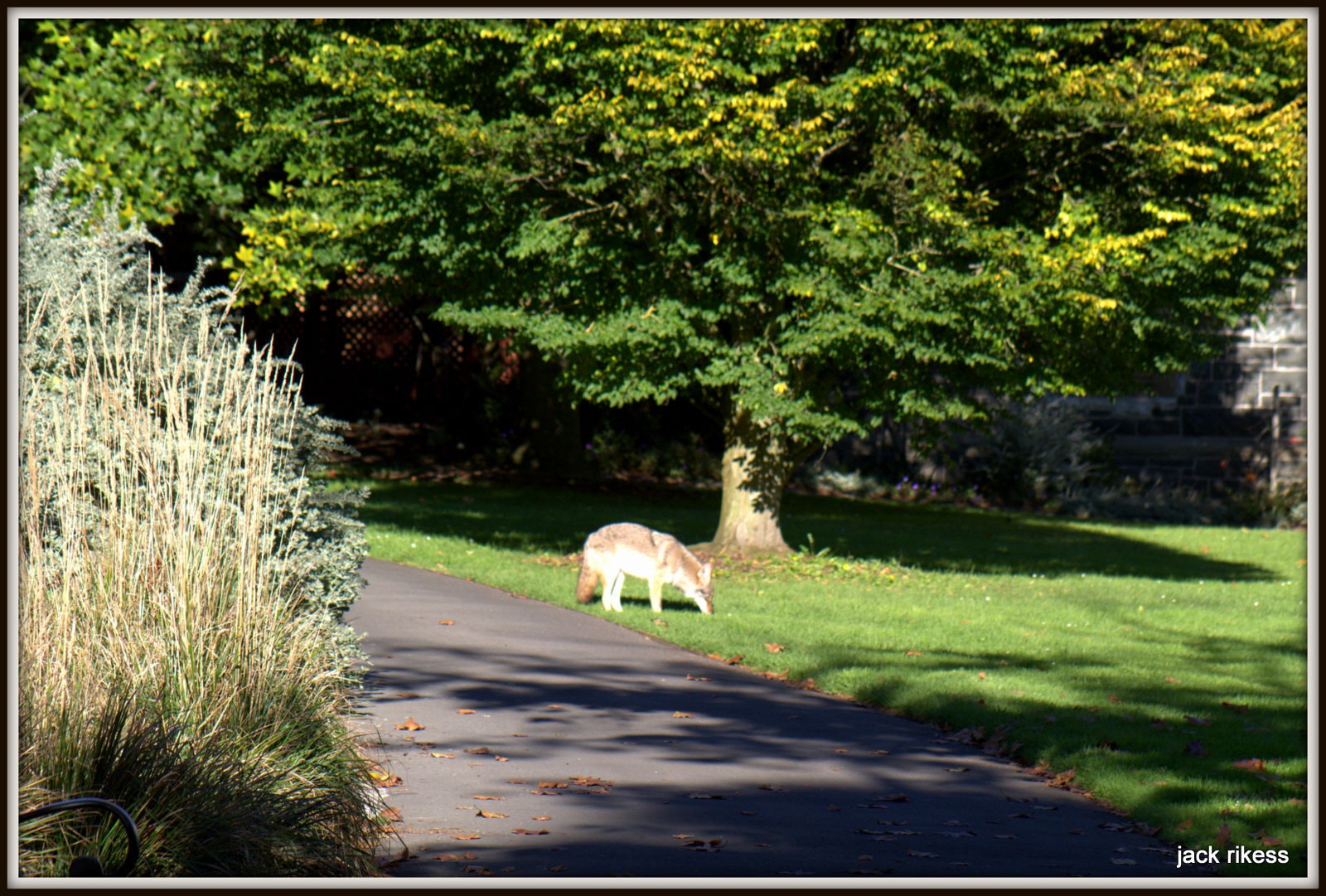 Stella and Friends — coyote sniffing the ground in a park garden