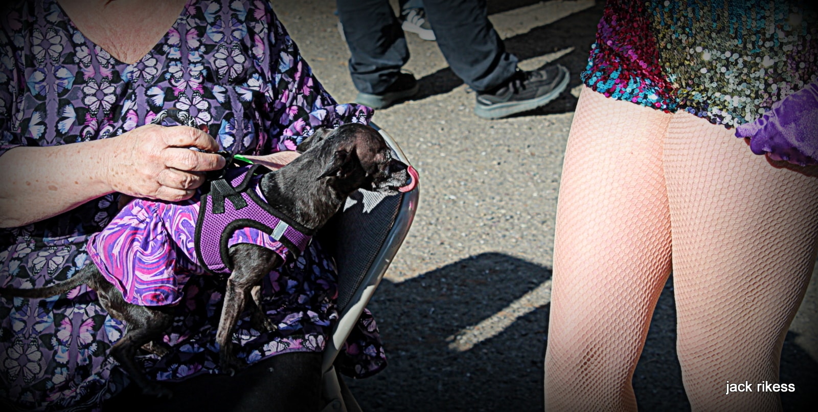 Stella and Friends — small dog in harness at an outdoor event