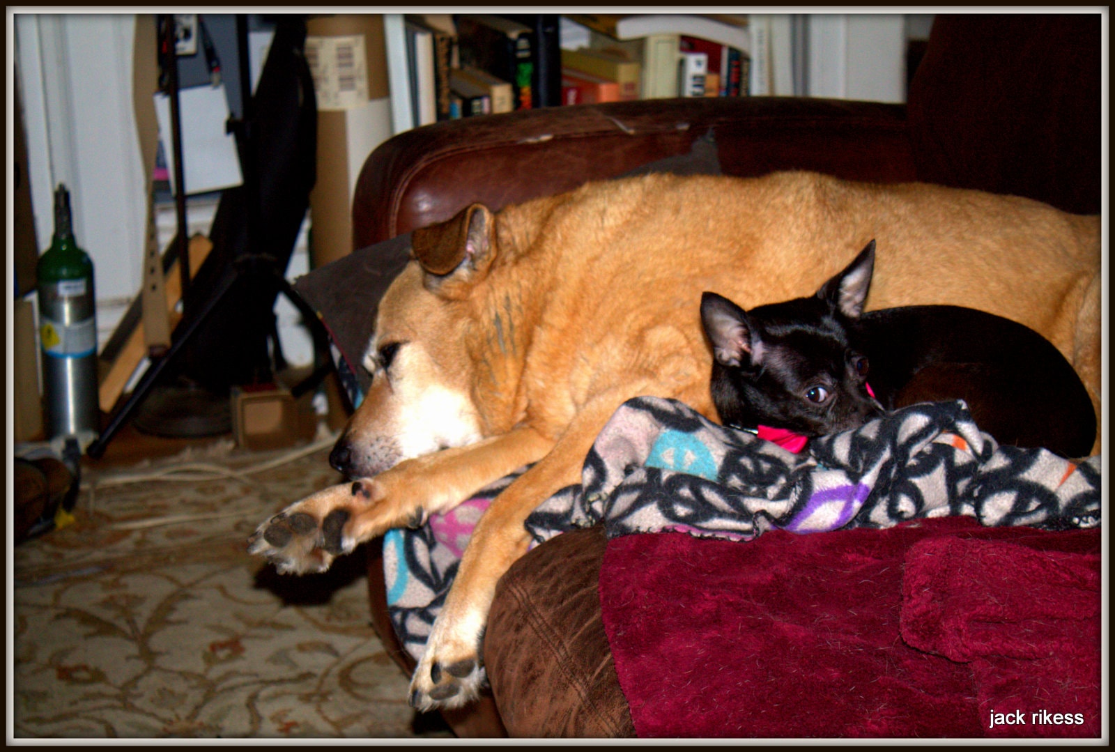 Stella and Friends — Stella and a tiny black chihuahua curled up together on the couch