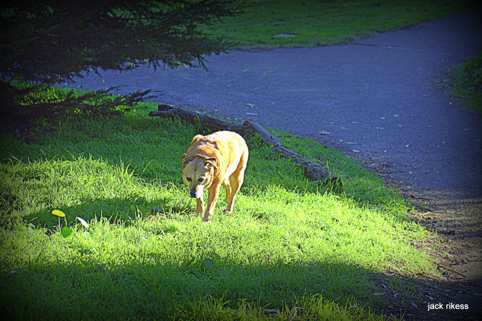 Stella and Friends — Stella walking on grass by a shaded park path