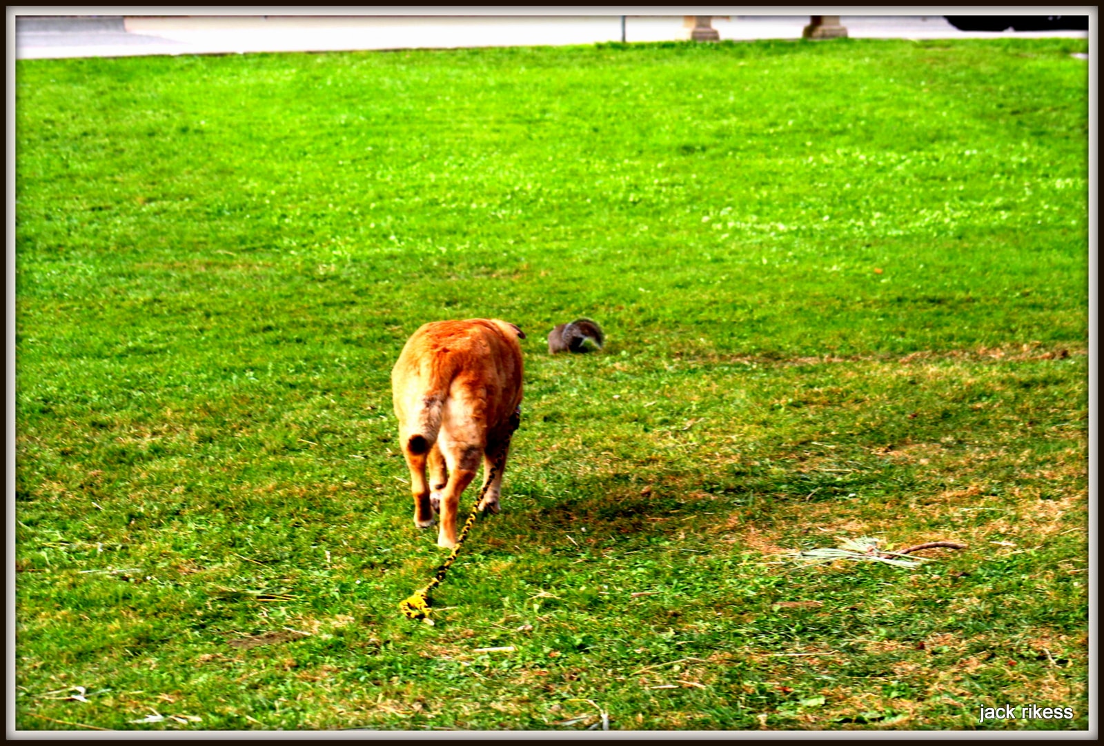 Stella and Friends — Stella walking away as a squirrel watches from behind