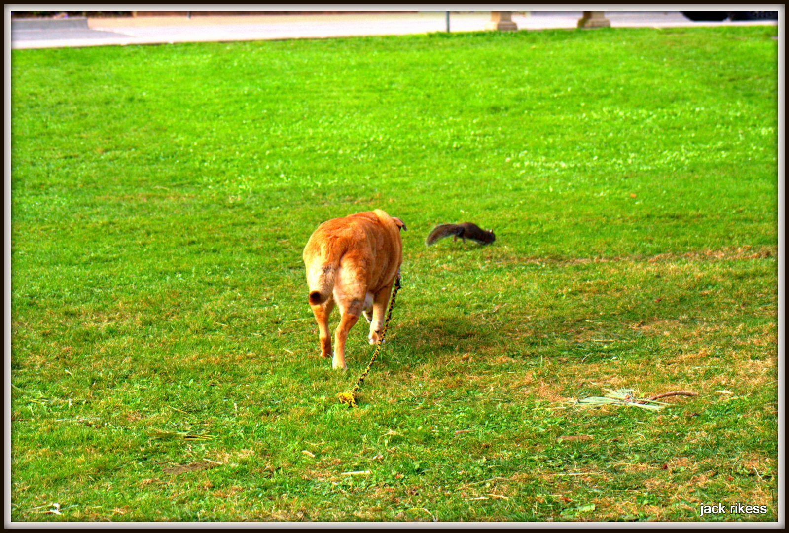 Stella and Friends — Stella and a squirrel on the lawn, sequence two