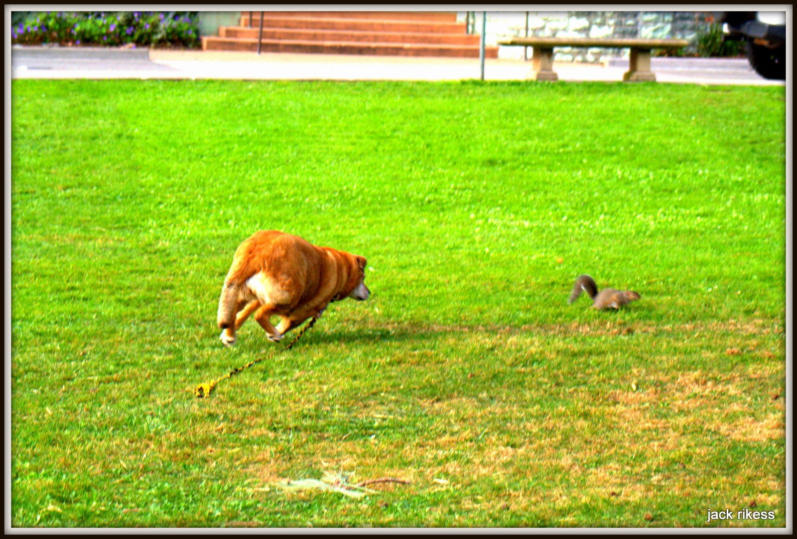 Stella and Friends — Stella in full sprint chasing a squirrel across the grass