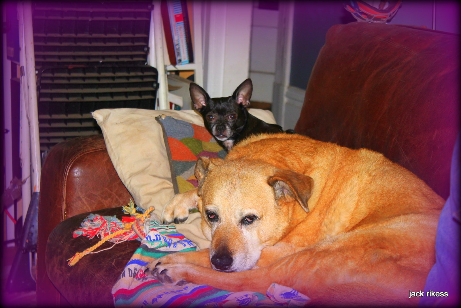 Stella and Friends — Stella and chihuahua sharing an armchair with rope toy