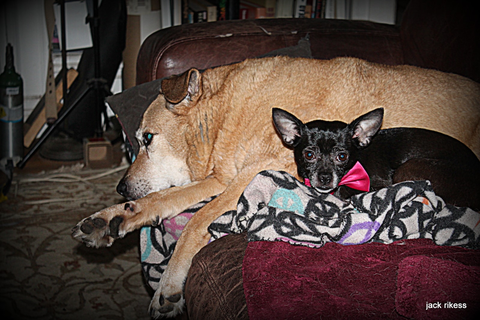 Stella and Friends — Stella and chihuahua in a pink bowtie on the couch