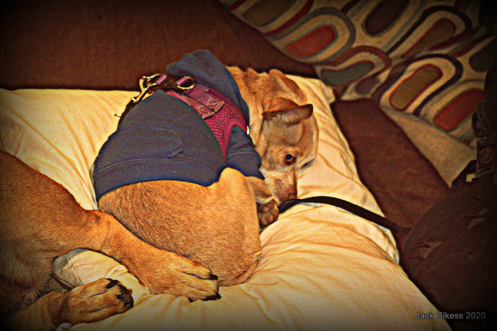 Stella and Friends — Stella and chihuahua in a blue sweater curled together on the couch, 2020