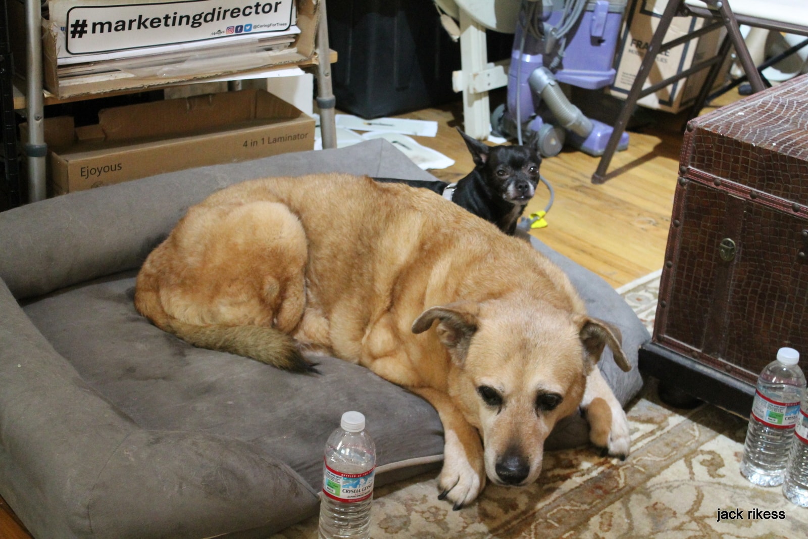 Stella and Friends — Stella curled on dog bed, chihuahua watching from behind
