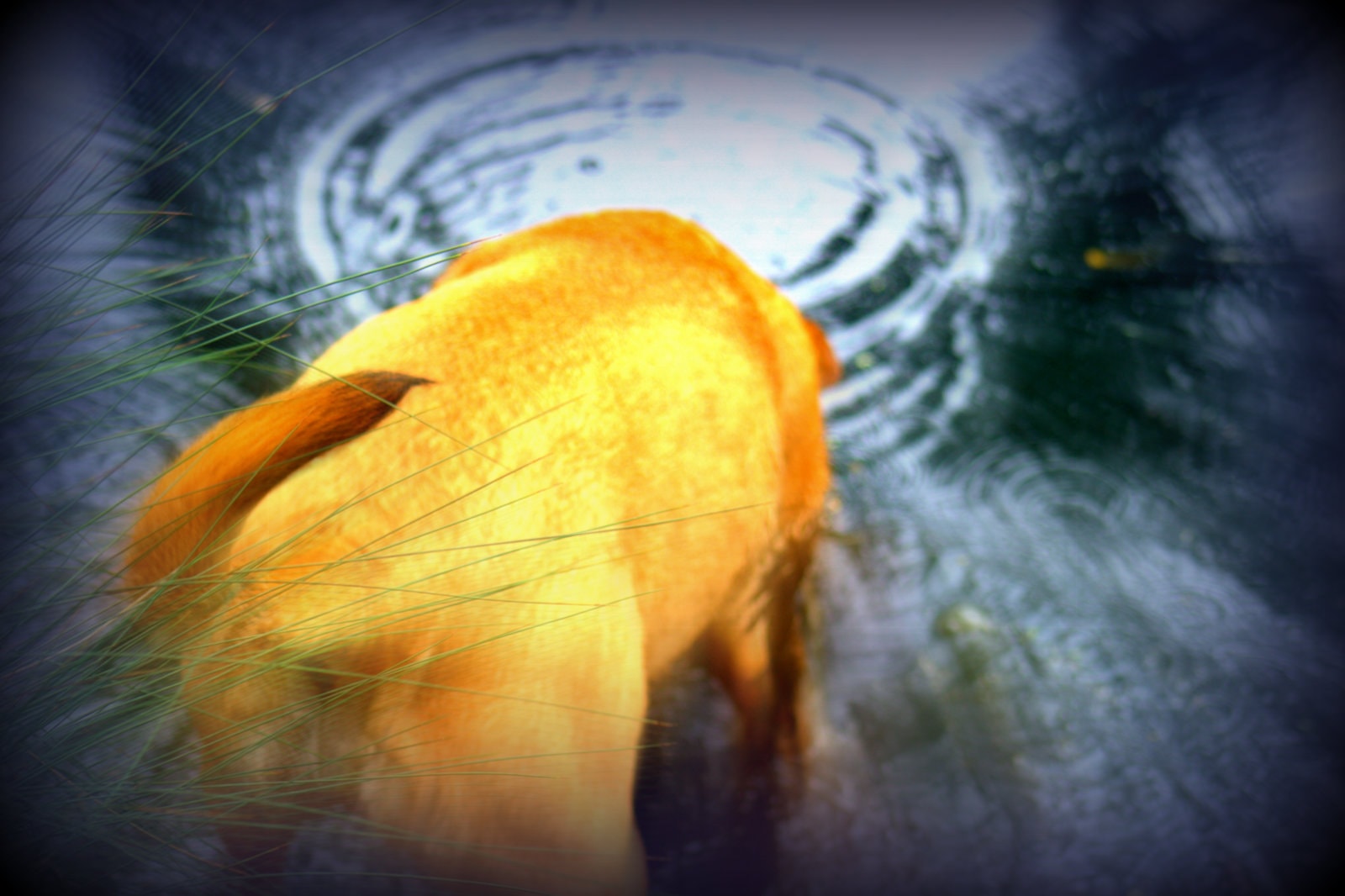 Stella and Friends — Stella drinking from a puddle, golden fur glowing, abstract close-up