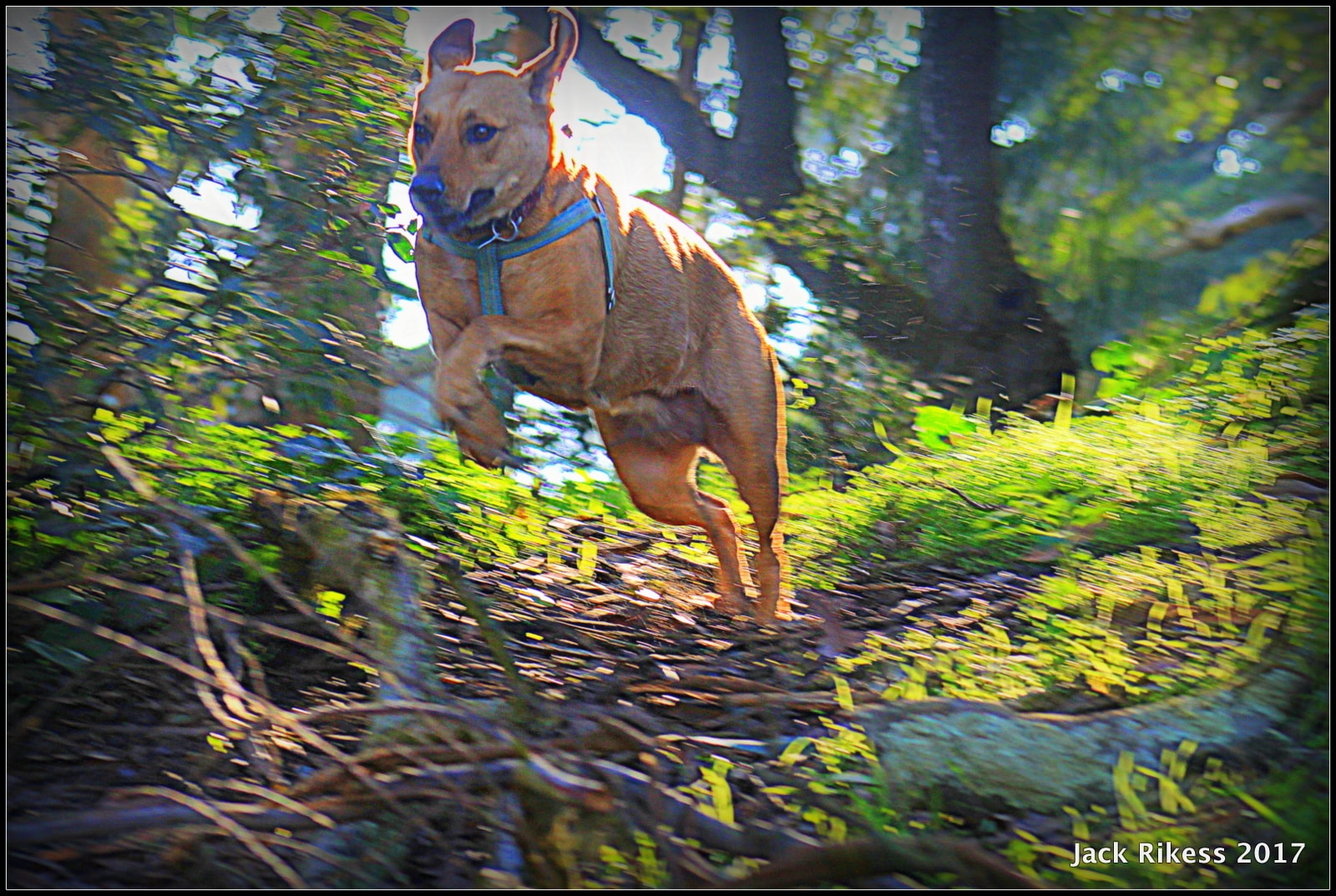 Stella and Friends — Stella leaping through a forest, 2017