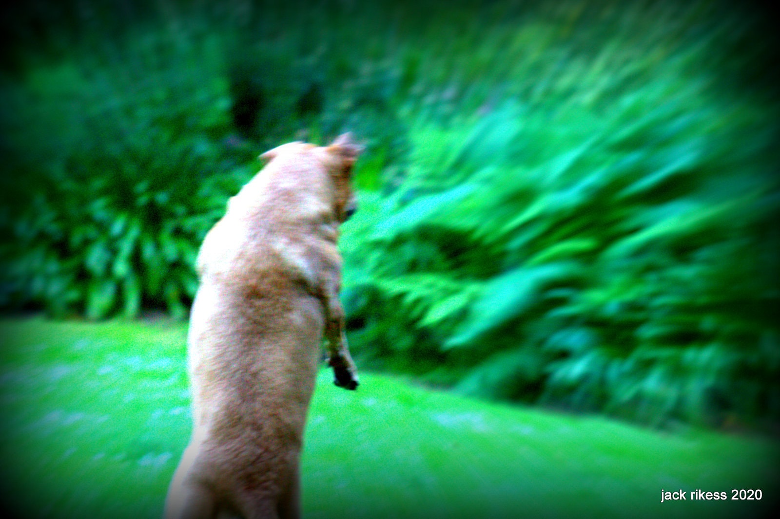 Stella and Friends — Stella leaping mid-air in a lush green garden, 2020