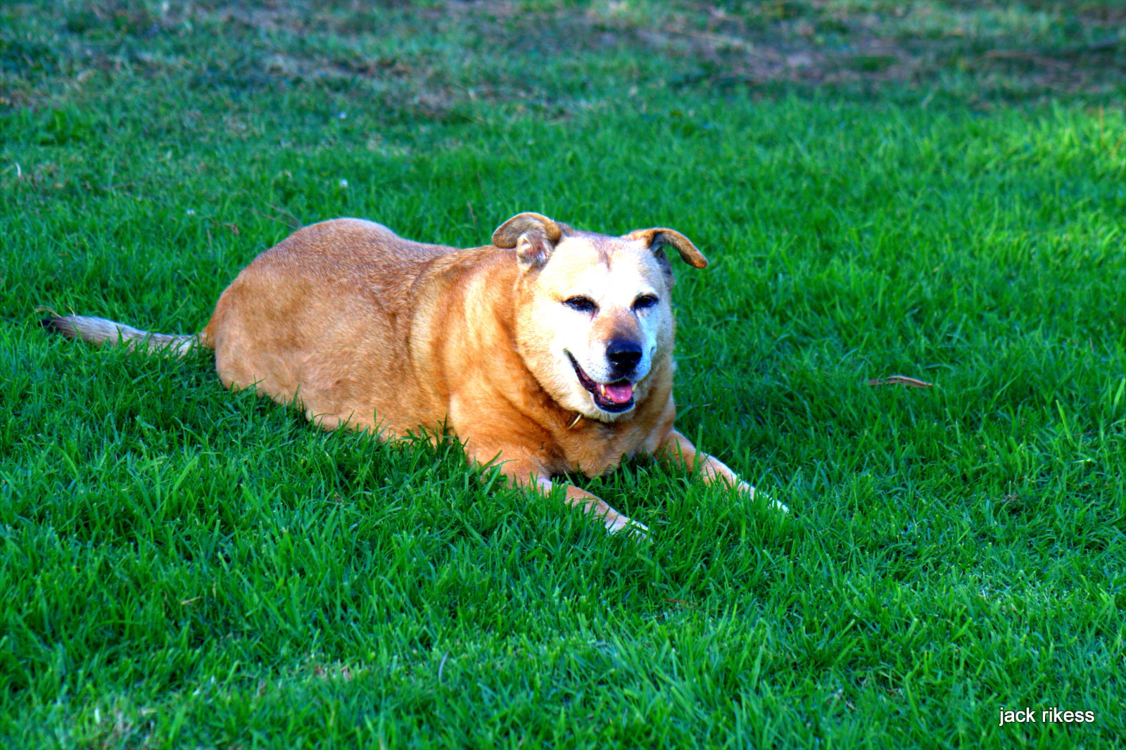 Stella and Friends — Stella lying on the grass, smiling at the camera