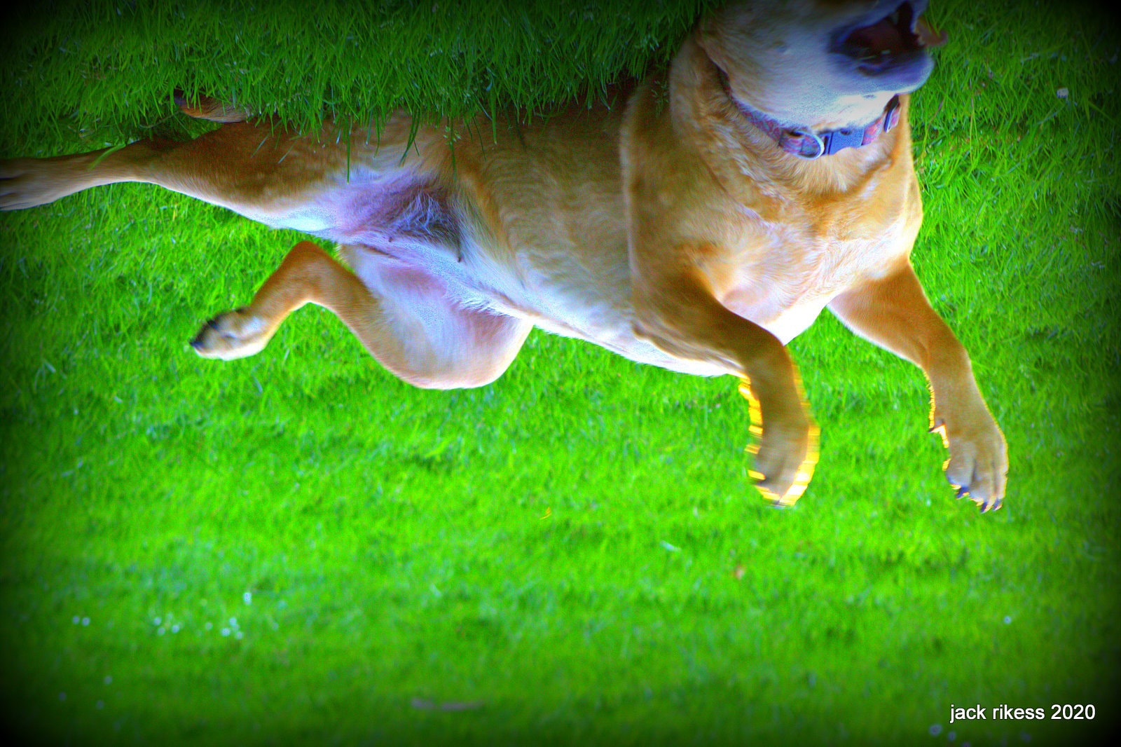 Stella and Friends — Stella rolling on her back in the bright green grass, 2020