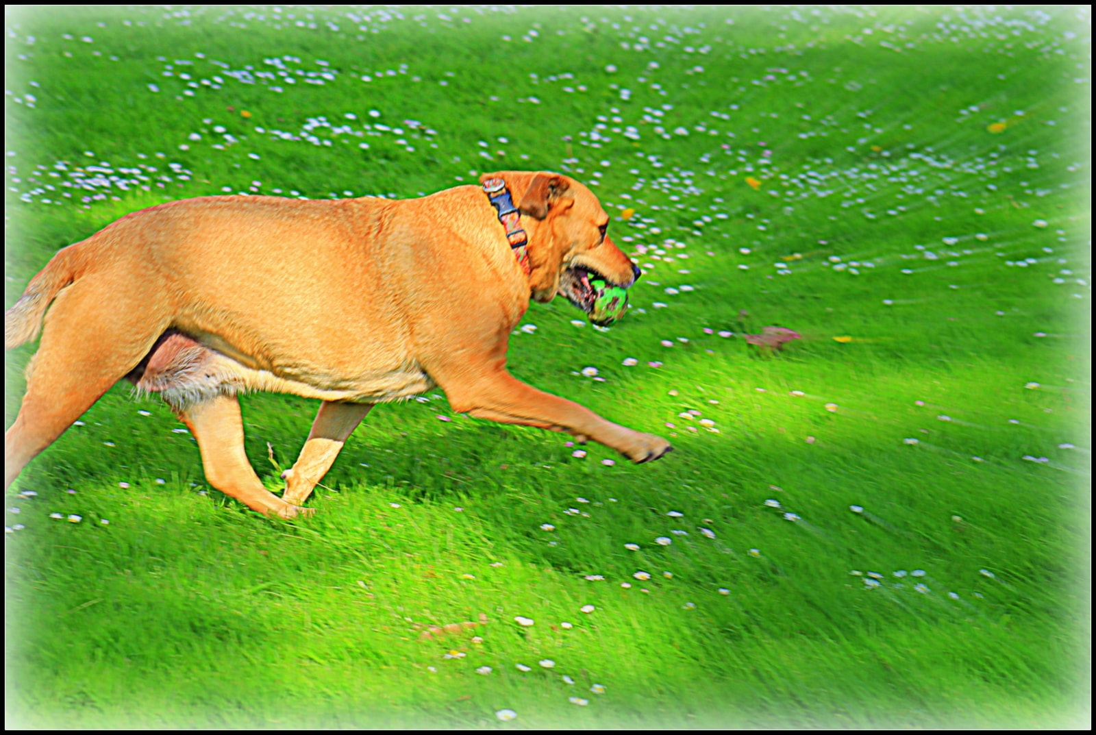 Stella and Friends — Stella running with a ball in her mouth across a daisy-covered field