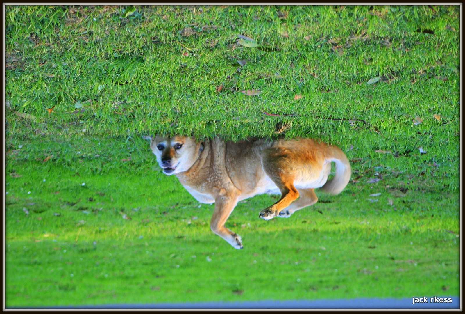 Stella and Friends — Stella running across the grass