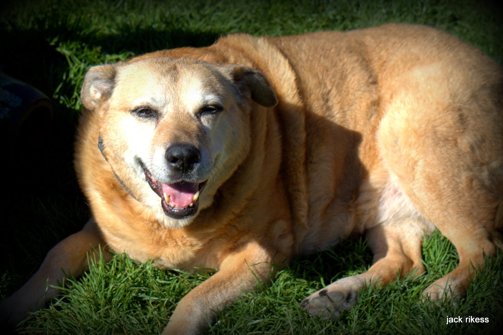 Stella and Friends — Stella lying on the grass, smiling with mouth open