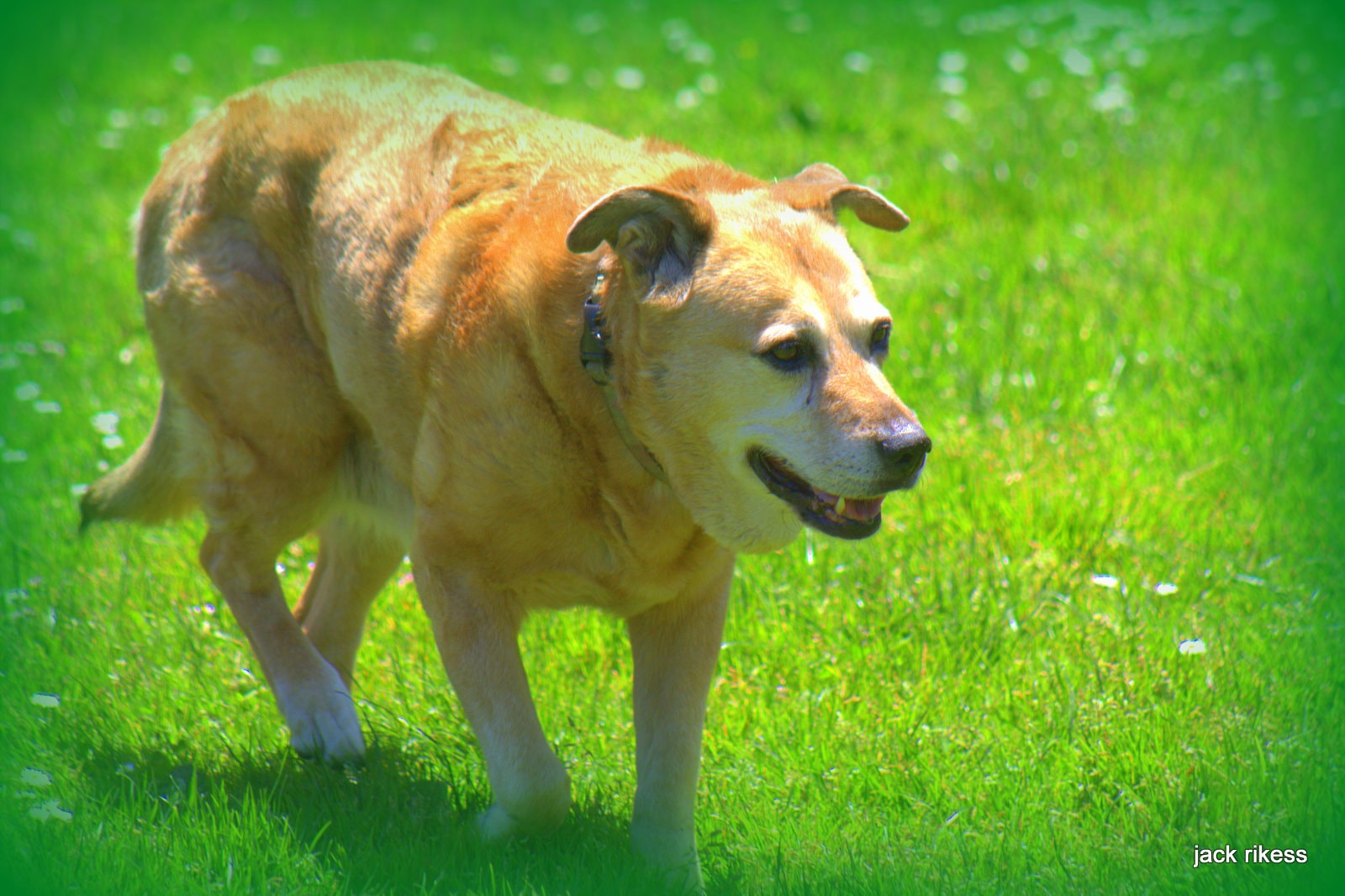 Stella and Friends — Stella standing on bright green grass in the sun