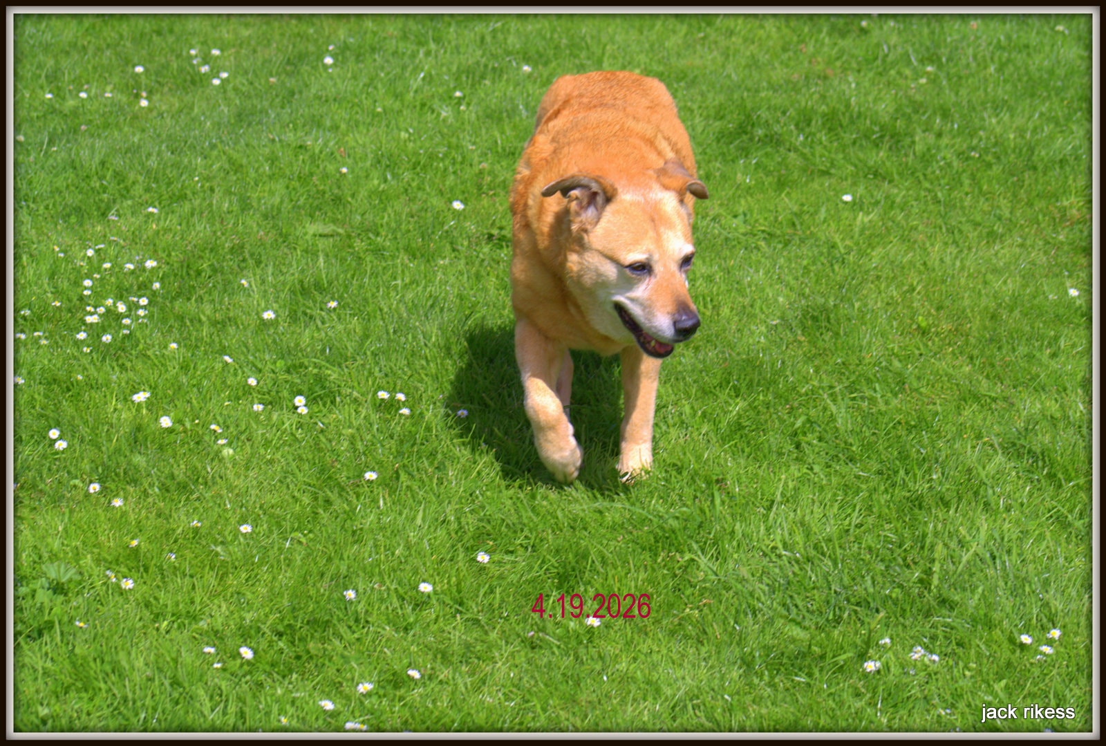 Stella and Friends — Stella trotting across grass with white daisies, April 2026