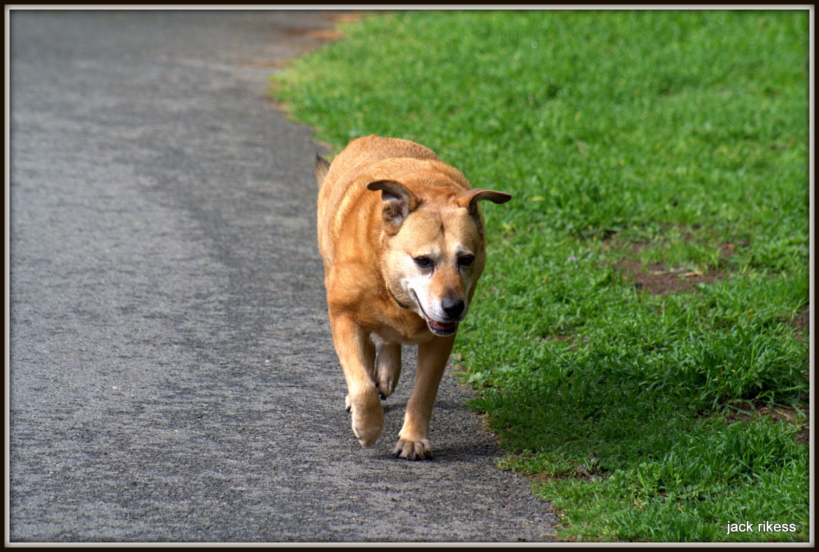 Stella and Friends — Stella trotting along a park path