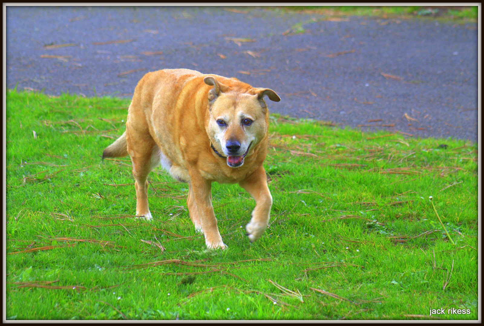 Stella and Friends — Stella trotting toward the camera on the grass
