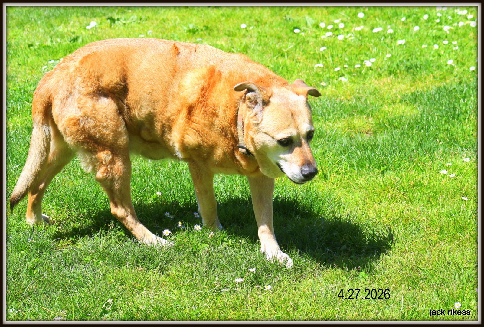 Stella and Friends — Stella walking through daisies in the sun, April 2026