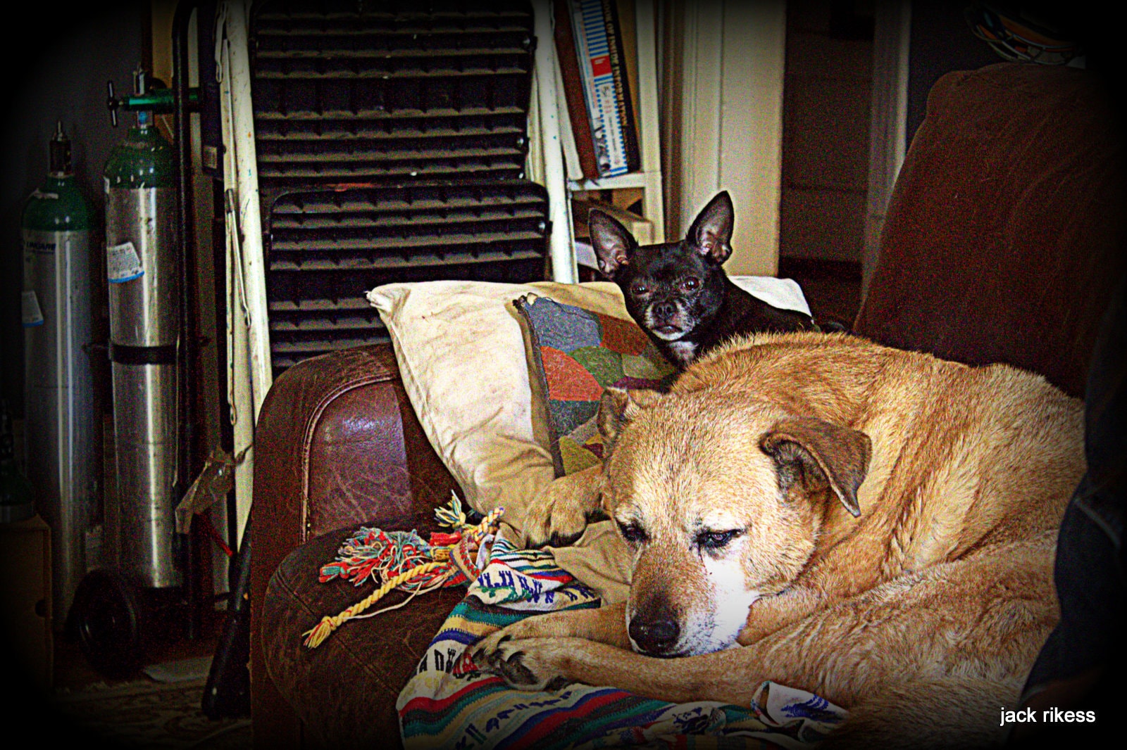 Stella and Friends — two dogs resting together on a couch